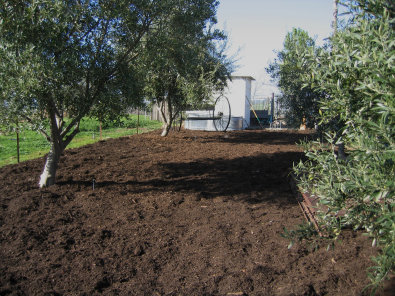 Mulched Olives